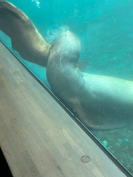 大分マリーンパレス水族館 「うみたまご」に投稿された画像（2023/9/20）