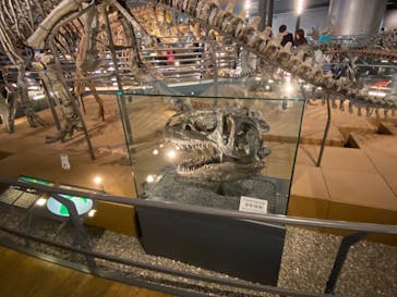 福井県立恐竜博物館に投稿された画像（2023/9/20）