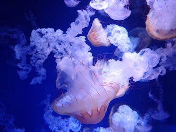 新江ノ島水族館に投稿された画像（2023/9/20）