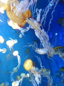 新江ノ島水族館に投稿された画像（2023/9/20）