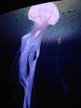 新江ノ島水族館に投稿された画像（2023/9/20）