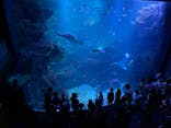 京都水族館×ニデック京都タワーに投稿された画像（2023/9/20）