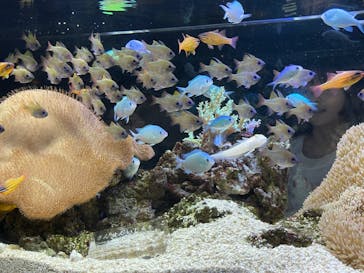 京都水族館×ニデック京都タワーに投稿された画像（2023/9/20）