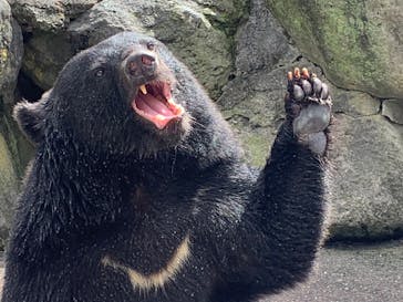 奥飛騨クマ牧場に投稿された画像（2023/9/20）