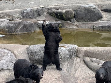 奥飛騨クマ牧場に投稿された画像（2023/9/20）
