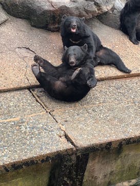 奥飛騨クマ牧場に投稿された画像（2023/9/20）