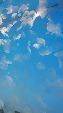 アクアワールド茨城県大洗水族館に投稿された画像（2022/11/13）