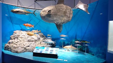 特別展「海　―生命のみなもと―」（国立科学博物館）に投稿された画像（2023/9/20）