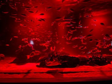 サンシャイン水族館に投稿された画像（2023/9/20）