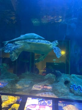 しながわ水族館に投稿された画像（2023/9/20）