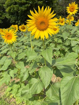 淡路ファームパーク イングランドの丘に投稿された画像（2023/9/20）