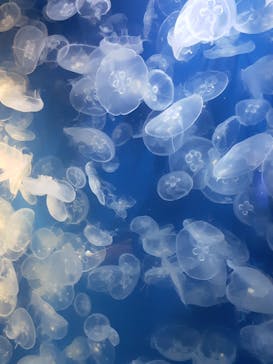 鴨川シーワールドに投稿された画像（2023/9/20）