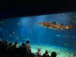 アクアワールド茨城県大洗水族館に投稿された画像（2023/9/21）
