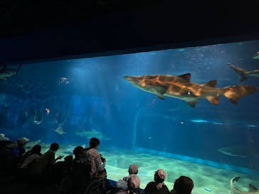 アクアワールド茨城県大洗水族館に投稿された画像（2023/9/21）