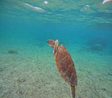 宮古島 ADVENTURE PiPi（ミヤコジマ アドベンチャー ピピ）に投稿された画像（2023/9/21）