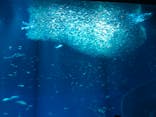 アクアワールド茨城県大洗水族館に投稿された画像（2023/9/21）