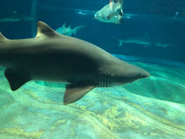 アクアワールド茨城県大洗水族館に投稿された画像（2023/9/21）