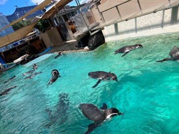 下田海中水族館に投稿された画像（2023/9/21）
