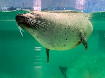 下田海中水族館に投稿された画像（2023/9/21）