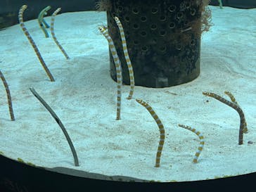 沖縄美ら海水族館に投稿された画像（2023/9/21）