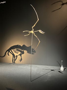 DinoScience 恐竜科学博 2023@TOKYO MIDTOWNに投稿された画像（2023/9/21）