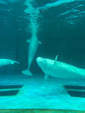 鴨川シーワールドに投稿された画像（2023/9/21）