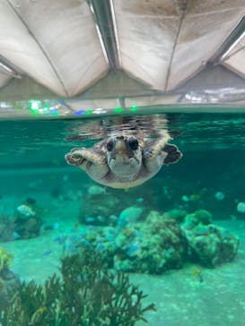 鴨川シーワールドに投稿された画像（2023/9/21）