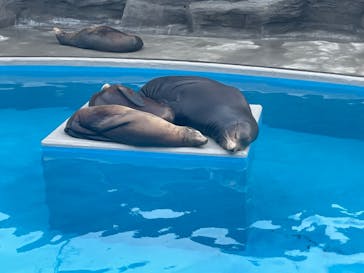 鴨川シーワールドに投稿された画像（2023/9/21）