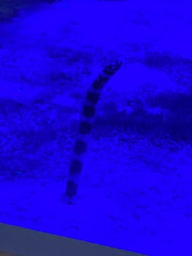 名古屋港水族館に投稿された画像（2022/8/16）