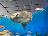 特別展「海　―生命のみなもと―」（国立科学博物館）に投稿された画像（2023/9/22）