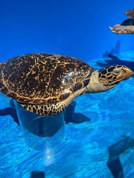 特別展「海　―生命のみなもと―」（国立科学博物館）に投稿された画像（2023/9/21）