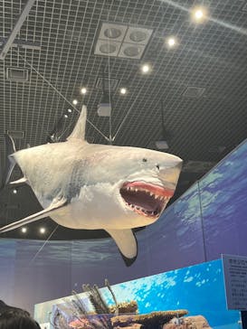 特別展「海　―生命のみなもと―」（国立科学博物館）に投稿された画像（2023/9/21）