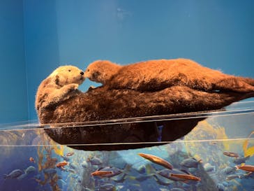 特別展「海　―生命のみなもと―」（国立科学博物館）に投稿された画像（2023/9/21）