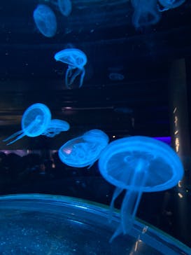 京都鉄道博物館×京都水族館に投稿された画像（2023/9/21）