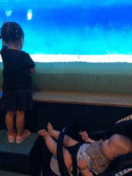 大分マリーンパレス水族館 「うみたまご」に投稿された画像（2023/9/22）