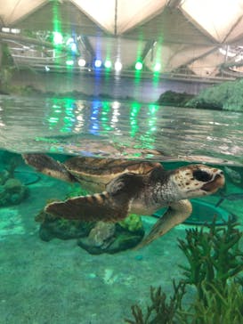 鴨川シーワールドに投稿された画像（2023/9/22）