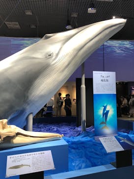 特別展「海　―生命のみなもと―」（国立科学博物館）に投稿された画像（2023/9/22）