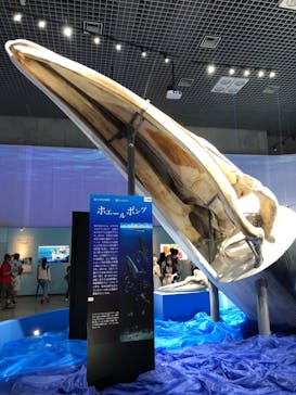 特別展「海　―生命のみなもと―」（国立科学博物館）に投稿された画像（2023/9/22）