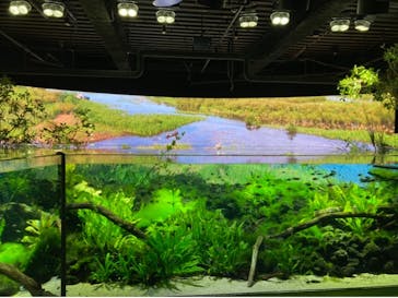 カワスイ 川崎⽔族館に投稿された画像（2023/9/22）