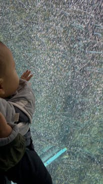 サケのふるさと 千歳水族館に投稿された画像（2023/9/22）