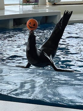 アクアワールド茨城県大洗水族館に投稿された画像（2023/9/22）