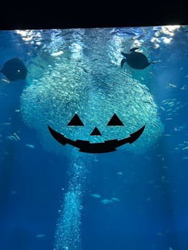 アクアワールド茨城県大洗水族館に投稿された画像（2023/9/22）