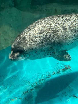 アクアワールド茨城県大洗水族館に投稿された画像（2023/9/22）