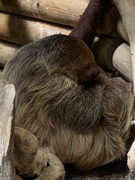カワスイ 川崎⽔族館に投稿された画像（2023/9/22）