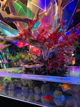 NARA IKIMONO MUSEUMに投稿された画像（2023/9/22）