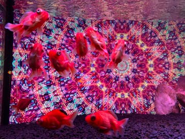 NARA IKIMONO MUSEUMに投稿された画像（2023/9/22）