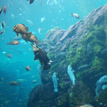 上越市立水族博物館 うみがたりに投稿された画像（2023/9/22）