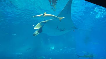 沖縄美ら海水族館に投稿された画像（2023/9/22）