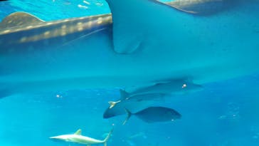 沖縄美ら海水族館に投稿された画像（2023/9/22）