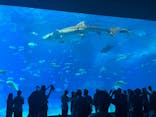 沖縄美ら海水族館に投稿された画像（2023/9/22）